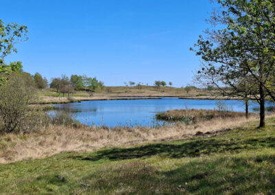 Dünenlandschaft am Treßsee